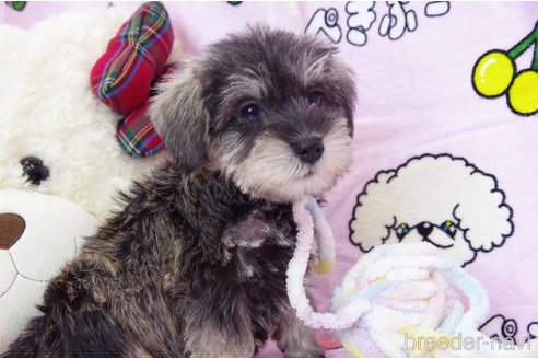 成約済の千葉県のミニチュアシュナウザー-316425の5枚目