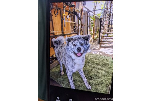 成約済の群馬県の秋田犬-315238の2枚目