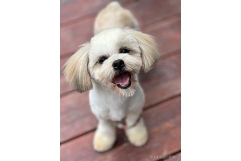 成約済の山口県のミックス犬-265468の5枚目