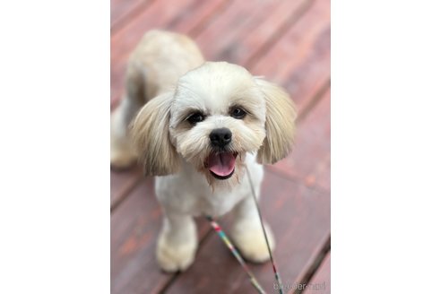 成約済の山口県のミックス犬-265468の4枚目
