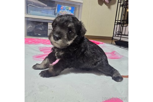 成約済の岡山県のミニチュアシュナウザー-313757の17枚目