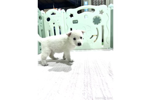 成約済の愛知県のホワイトスイスシェパードドッグ-313018の4枚目
