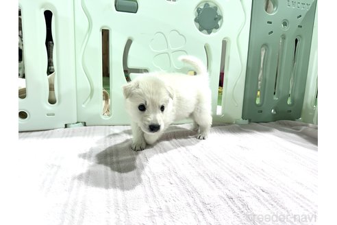 成約済の愛知県のホワイトスイスシェパードドッグ-313013の4枚目