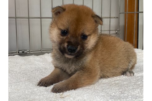 成約済の岡山県の柴犬-316529の2枚目