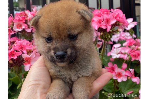 成約済の岡山県の柴犬-316529の1枚目