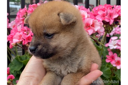 成約済の岡山県の柴犬-316529の3枚目