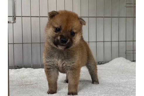 成約済の岡山県の柴犬-316529の4枚目