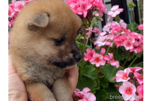 成約済の岡山県の柴犬-316529の5枚目