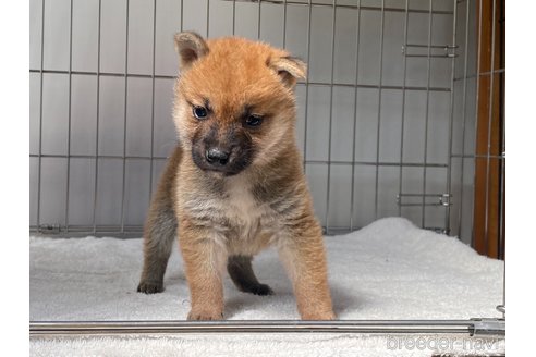 成約済の岡山県の柴犬-316533の2枚目