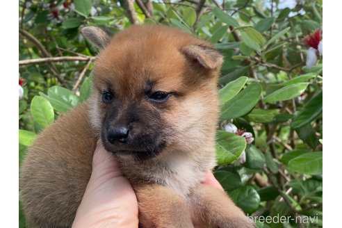成約済の岡山県の柴犬-316533の3枚目