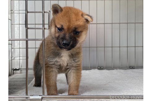 成約済の岡山県の柴犬-316533の4枚目