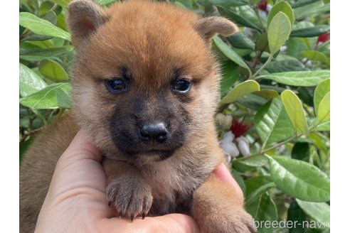 成約済の岡山県の柴犬-316533の1枚目