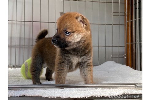 成約済の岡山県の柴犬-316535の2枚目