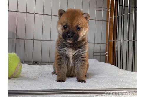 成約済の岡山県の柴犬-316535の3枚目