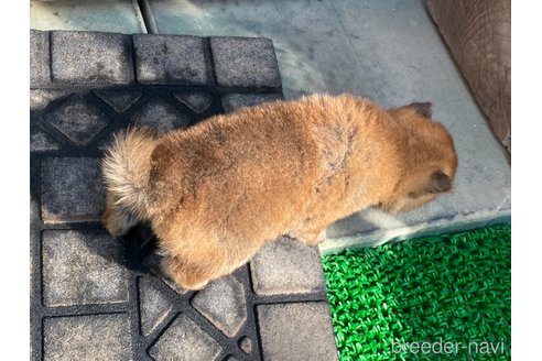 成約済の岡山県の柴犬-316535の4枚目