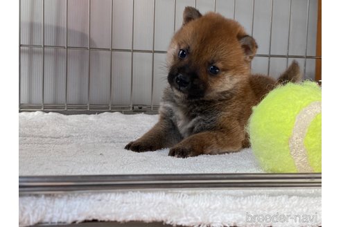 成約済の岡山県の柴犬-316535の5枚目