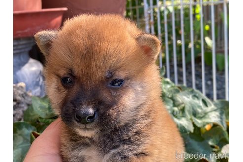 成約済の岡山県の柴犬-316535の1枚目