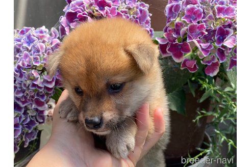 成約済の岡山県の柴犬-316539の3枚目