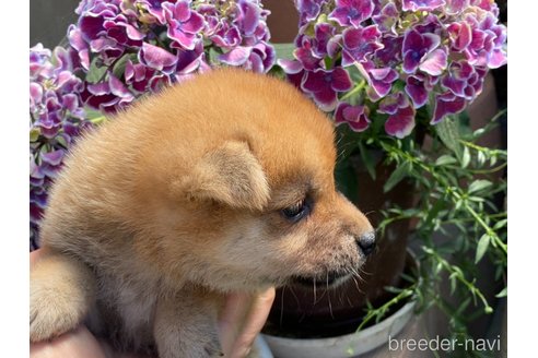 成約済の岡山県の柴犬-316539の4枚目