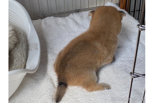 成約済の岡山県の柴犬-316539の5枚目