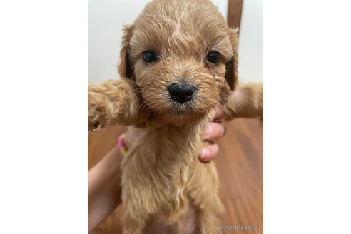 成約済の神奈川県のキャバプー:キャバリア×トイプードル-316553の6枚目