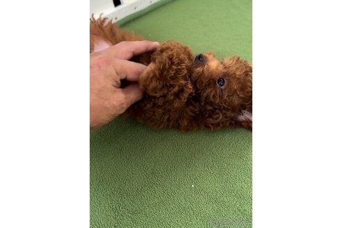 成約済の福岡県のタイニープードル-311245の2枚目
