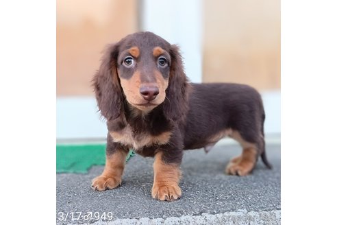 成約済の埼玉県のミニチュアダックスフンド(ロングヘアード)-311980の5枚目