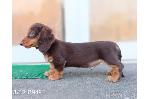 成約済の埼玉県のミニチュアダックスフンド(ロングヘアード)-311980の4枚目
