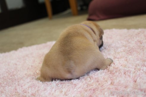 成約済の愛知県のフレンチブルドッグ-313240の8枚目