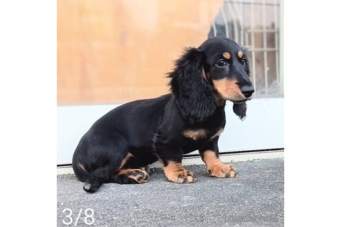 成約済の埼玉県のミニチュアダックスフンド(ロングヘアード)-311592の4枚目