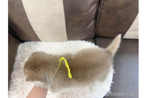 成約済の三重県のシベリアンハスキー-316566の9枚目