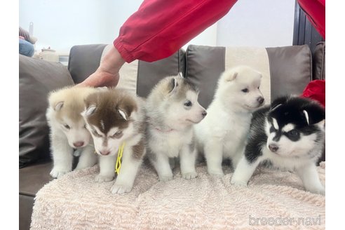 成約済の三重県のシベリアンハスキー-316566の2枚目