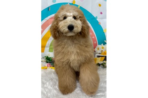 成約済の鹿児島県のミディアムプードル-300688の3枚目