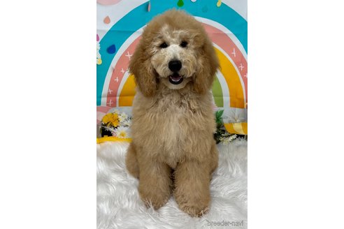 成約済の鹿児島県のミディアムプードル-301305の2枚目