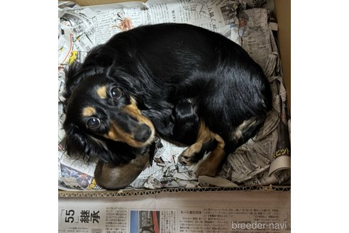 成約済の福岡県のミニチュアダックスフンド(ロングヘアード)-316597の5枚目