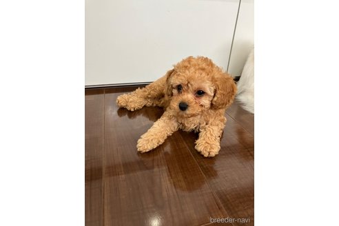 成約済の滋賀県のトイプードル-310732の22枚目