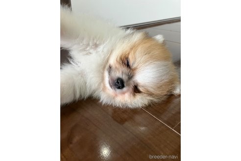 成約済の滋賀県のポメラニアン-309234の12枚目