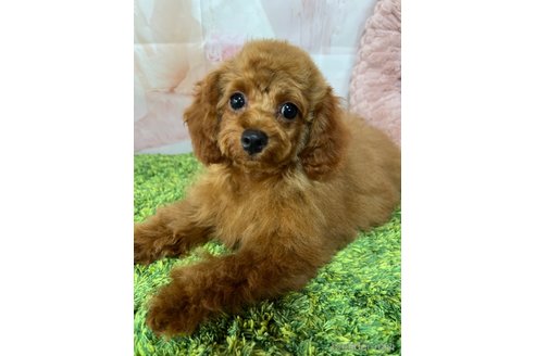 成約済の岡山県のティーカッププードル-289564の5枚目