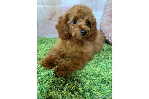 成約済の岡山県のティーカッププードル-289564の4枚目