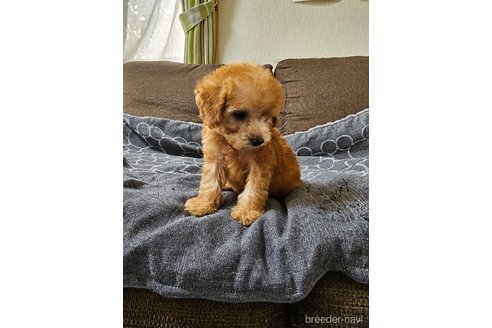 成約済の埼玉県のタイニープードル-316616の3枚目