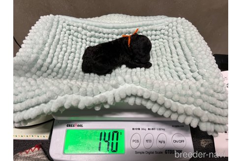 成約済の沖縄県のティーカッププードル-316619の4枚目