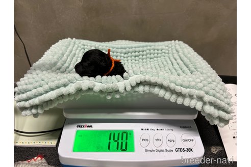 成約済の沖縄県のティーカッププードル-316619の2枚目