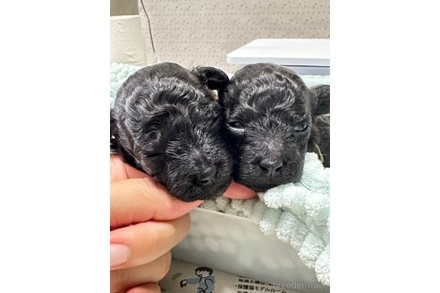 成約済の沖縄県のティーカッププードル-316619の3枚目