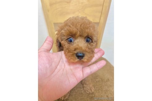 成約済の愛知県のタイニープードル-316626の3枚目