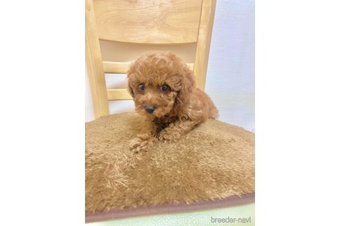 成約済の愛知県のタイニープードル-316626の5枚目