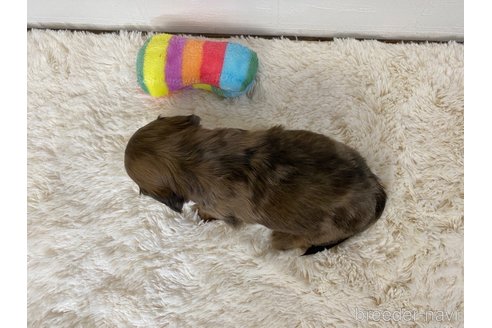 成約済の岐阜県のミニチュアダックスフンド(ロングヘアード)-316644の9枚目