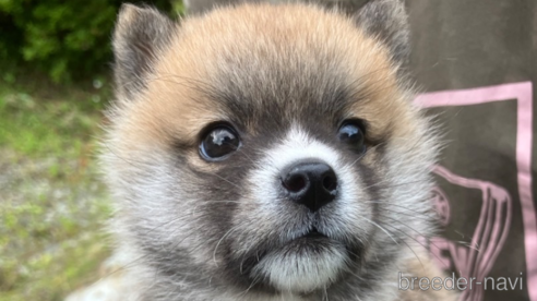 成約済の福島県のミックス犬-316643の4枚目