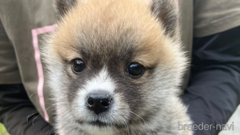 成約済の福島県のミックス犬-316643の3枚目