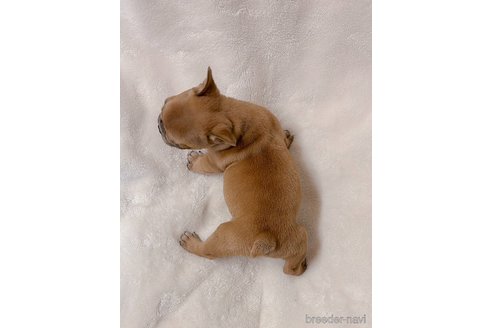 成約済の山口県のフレンチブルドッグ-311323の4枚目