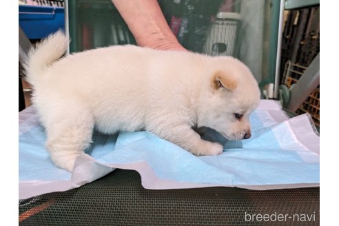 成約済の愛知県の豆柴-312314の7枚目